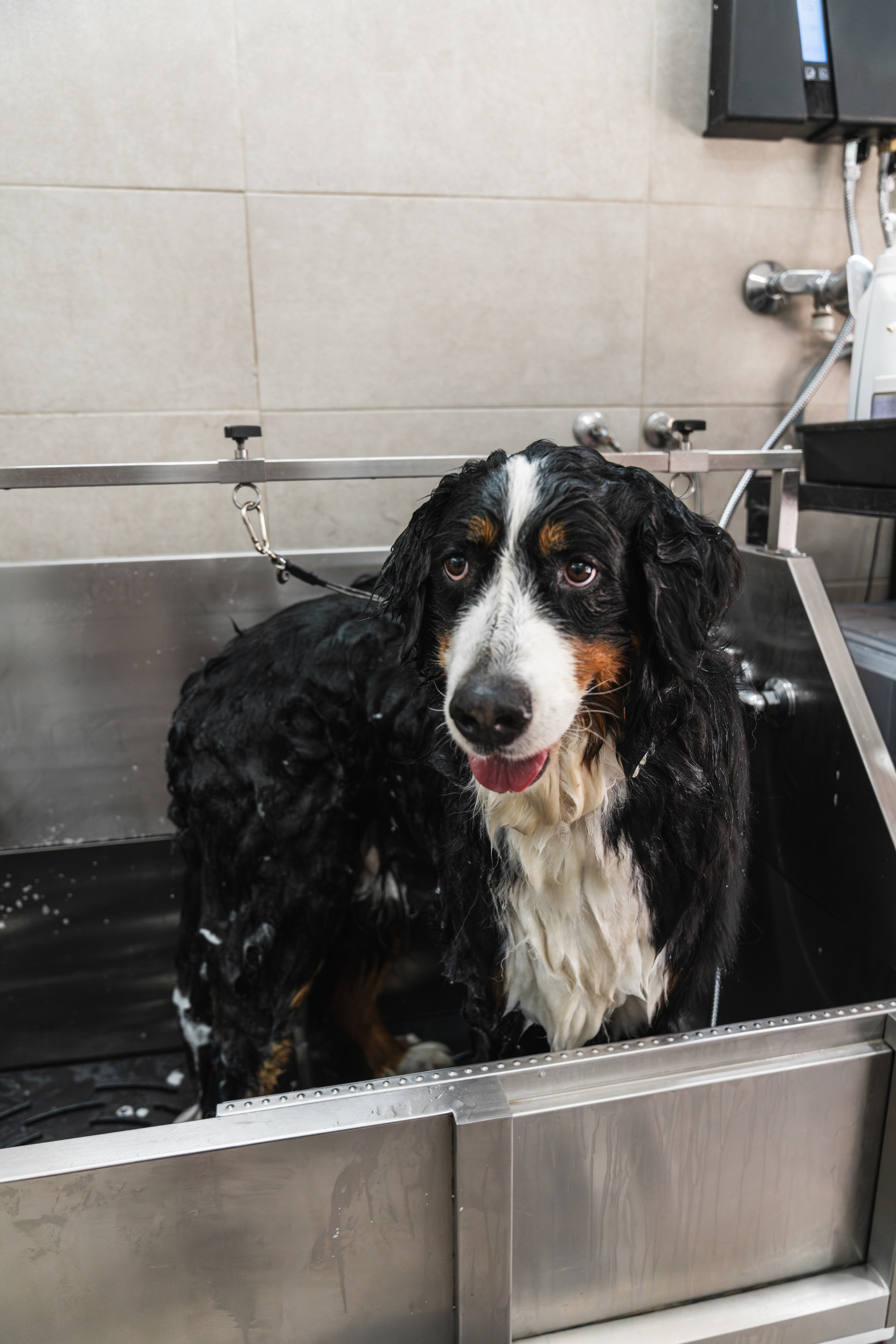 Bernese mountain dog looking at the camera while standing in a large stainless steel tub, receiving a wash at a professional dog grooming salon